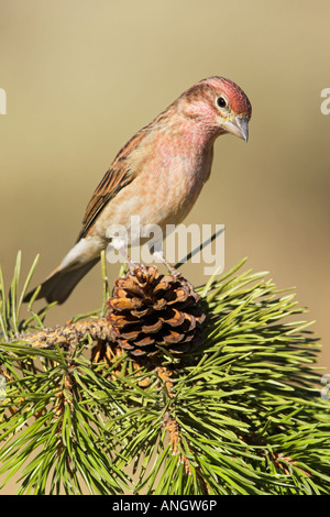 Ein Cassin Finch (Carpodacus Cassinii) thront auf einem Tannenzapfen im Innern von British Columbia, Kanada. Stockfoto