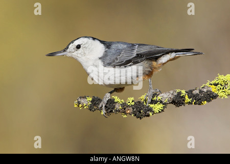 Ein weißes-breasted Kleiber (Sitta Carolinensis) thront auf einem Ast Flechten bedeckt im Innern von British Columbia, Kanada. Stockfoto