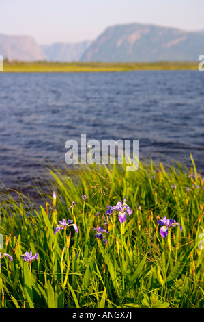 Klippen der Western Brook Pond gesehen von den Ufern des Jacks Teich entlang des Weges zum Boot dock gesäumt von Iris Blumen, Gros Stockfoto