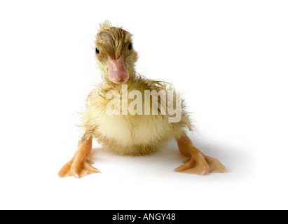 Baby Ente Stockfoto