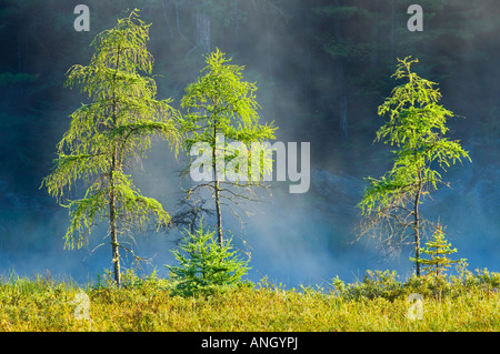 Lärchen (Tamarck) im Morgennebel, Algonquin Provincial Park, Ontario, Kanada. Stockfoto