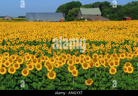 Sonnenblumen und Bauernhof, Dugald, Manitoba, Kanada. Stockfoto