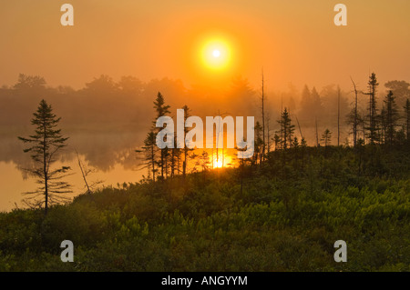 Sonnenaufgang am Sumpf, Torrance Brachland, Ontario, Kanada. Stockfoto