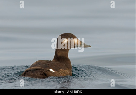 Weiß – geflügelte über, Vancouver Island, British Columbia, Kanada. Stockfoto