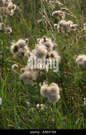 Thistledown Stockfoto