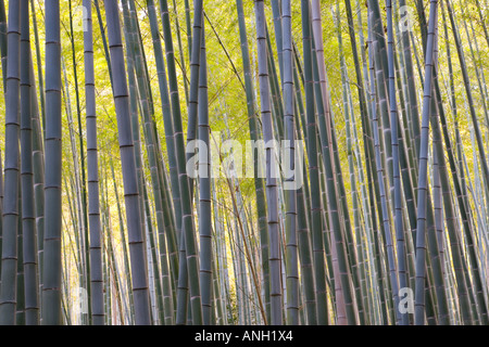 Bambuswald, Sagano, Arashiyama, Kyoto, Japan Stockfoto
