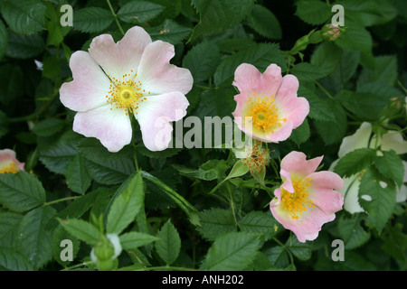 Blume Stockfoto