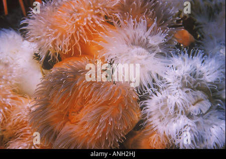 Anemonen an Husaren Punkt in der Nähe von Port Hardy, Königin Charlotte Strait, Vancouver Island, British Columbia, Kanada. Stockfoto