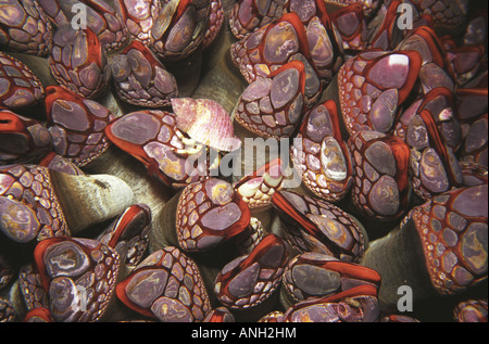 Schwanenhals Seepocken, Johnson Point, Nakwakto-Stromschnellen, Queen Charlotte Sound in der Nähe von Port Hardy, Vancouver Island, British Columbia, Stockfoto