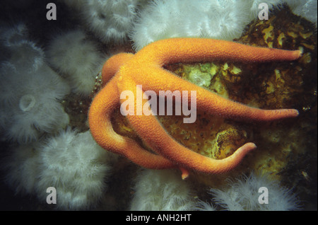 Blut-Star, Husaren-Punkt-Passage in der Nähe von Port Hardy, Königin Charlotte Strait, Vancouver Island, British Columbia, Kanada. Stockfoto