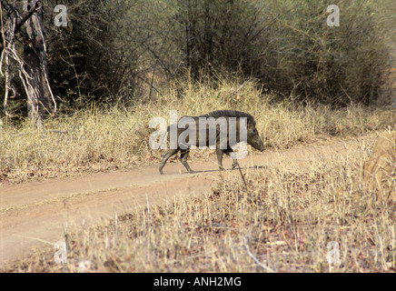 Wildschwein, Sus Scrofa, Wildschwein, Männlich Tadoba Andhari Tiger Reserve, Chandrapur Bezirk, Bundesstaat Maharashtra, Indien Stockfoto