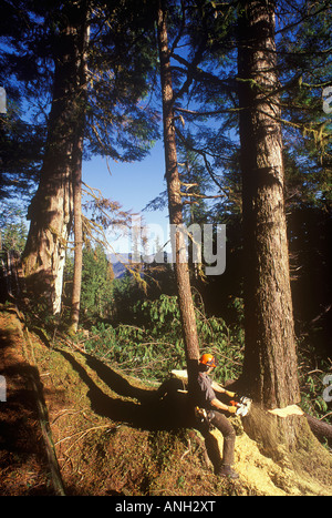 Ein Baum Faller bei der Arbeit auf Haida Gwaii, British Columbia, Kanada. Stockfoto