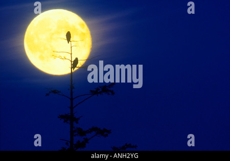 Adler und Vollmond, Haida Gwaii, British Columbia, Kanada. Stockfoto