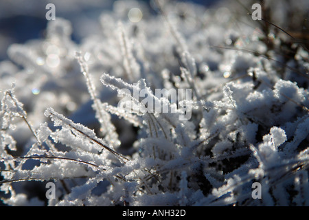 Schneebedeckten Rasen in der Sonne. Stockfoto