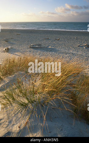 Gillespies Beach, West Coast, Südinsel, Neuseeland Stockfoto