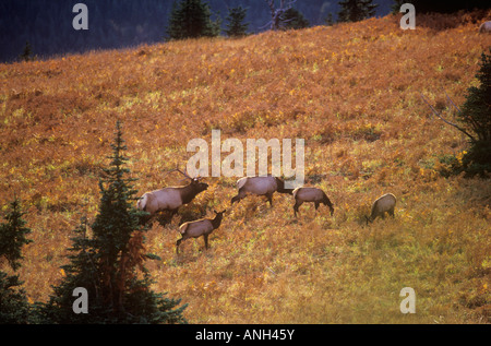 Eine Herde von Roosevelt Elk bei Sonnenuntergang, Britisch-Kolumbien, Kanada. Stockfoto