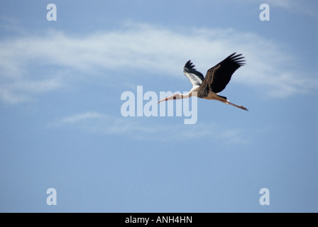 Bemalte Storch Mycteria Leucocephala im Flug bei Kokkare Bellur, Mandya Karnataka, Indien Stockfoto