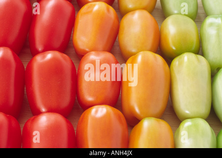 Solanum lycopersicum syn Lycopersicon esculentum 'Juliet' (Tomato) FI Hybrid. Reife und unreife gepflückte Früchte auf den Tisch gelegt. Stockfoto