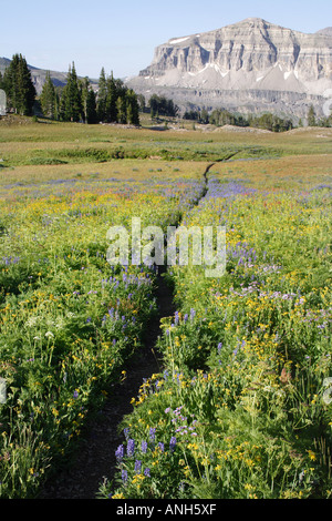 Weg durch ein Feld von Wildblumen im Grand Teton National Park Bergen, Wyoming, USA Stockfoto