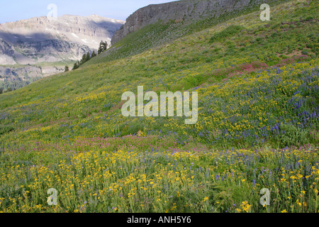 Bereich der Wildblumen im Grand Teton National Park Bergen, Wyoming, USA Stockfoto