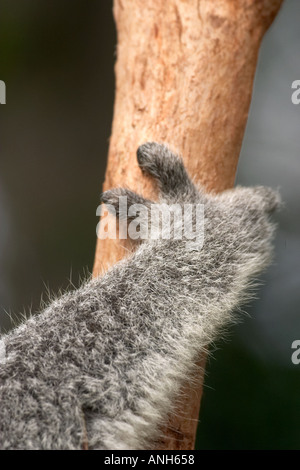 Koala Pfote Australien Phascolarctos cinereus Stockfoto