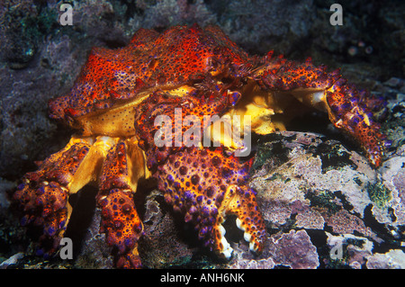 Puget Sound Königskrabbe (Lopholithodes Mandtii), British Columbia, Kanada. Stockfoto