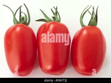 Solanum lycopersicum syn Lycopersicon esculentum 'Juliet' (Tomato) FI Hybrid. Reife Früchte. Stockfoto
