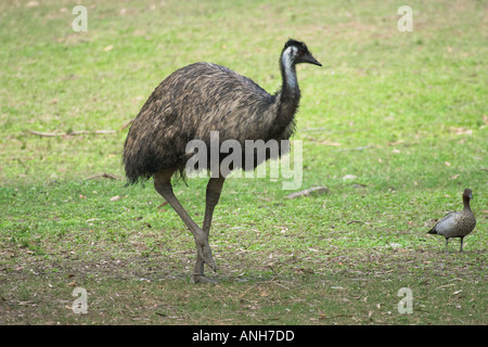 Emu Dromaius Novaehollandiae Australien Stockfoto
