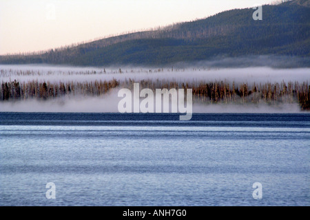 Wald über Yellowstone See, bedeckt im frühen Morgennebel, Yellowstone-Nationalpark Stockfoto