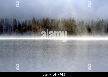 Wald über Yellowstone See, bedeckt im frühen Morgennebel, Yellowstone-Nationalpark Stockfoto