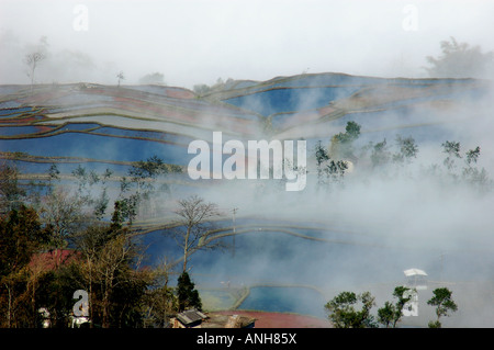 Ein speziell bewässerten oder überschwemmten Feld wo Reis angebaut wird. Stockfoto