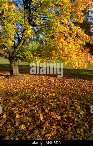 UK Bristol Ashton Gericht Estate im Herbst Stockfoto