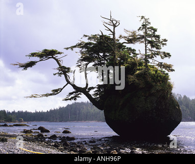 Testlatlints Rock oder Flower pot Rock Langara Insel Haida Gwaii, Britisch-Kolumbien, Kanada. Stockfoto