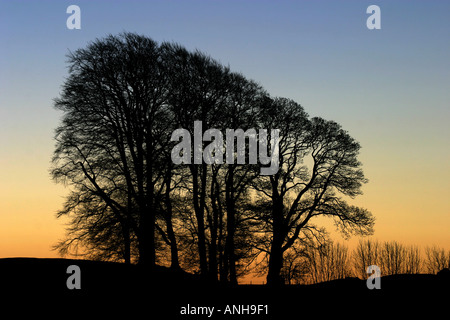 Sonnenaufgang über den Bäumen am alten Menhire in Avebury Henge Wiltshire Stockfoto