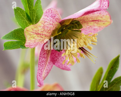 LENTEN ROSE Helleborus x hybridus pink bilden sich in Nahaufnahme vor neutralem Hintergrund. GROSSBRITANNIEN Stockfoto