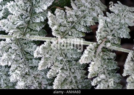 Eiskristalle auf Wald Farn Stockfoto