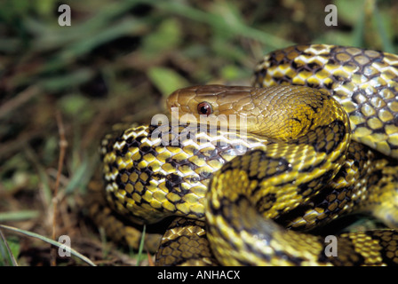 Bieten [SP], Colubridae, Nattern sind die typischen, häufigen, in der Regel harmlosen Schlangen alle Kontinente außer Australien. Stockfoto