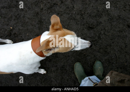 Ein Windhund wartet zu des Meisters Füßen Stockfoto