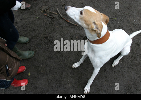 Ein Windhund wartet zu des Meisters Füßen Stockfoto