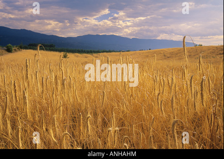 Weizenfeld in der Nähe von Kelowna, British Columbia, Kanada. Stockfoto