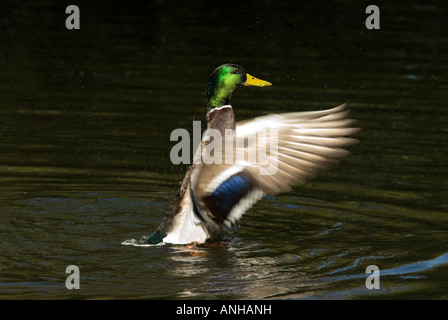 Stockente flüchten in Beacon Hill Park, Victoria, Britisch-Kolumbien, Kanada. Stockfoto