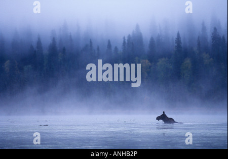 Elch, Schwimmen im Bowron Lake Provincial Park in British Columbia, Kanada. Stockfoto