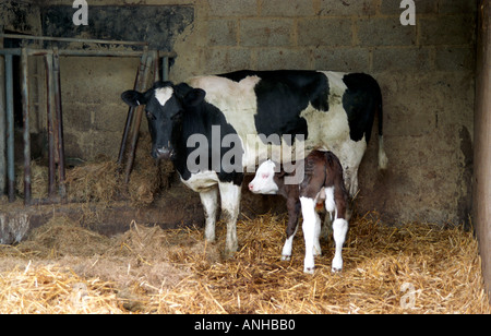 Mutter und neugeborene Kalb auf einem Bett aus Stroh auf einem Bauernhof stabil Stockfoto