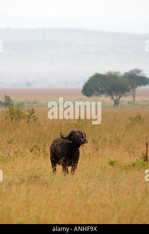 Kaffernbüffel Syncerus Caffer Mikumi Nationalpark Tansania Stockfoto