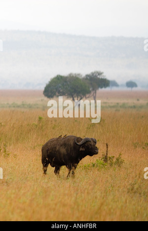 Kaffernbüffel Syncerus Caffer mit Oxpeckers auf Rückseite Mikumi Nationalpark Tansania Stockfoto