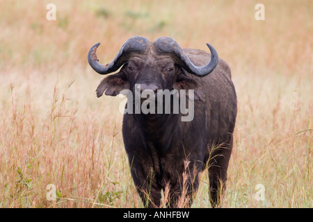 Kaffernbüffel Syncerus Caffer Mikumi Nationalpark Tansania Stockfoto