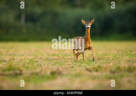 Reh Bock auf Wiese Stockfoto