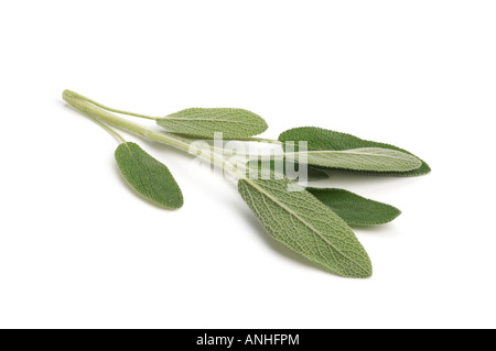 Zweig frischer Salbei Stockfoto