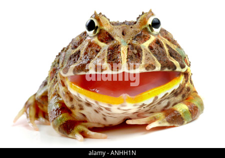 argentinische gehörnten Frosch Pacman Frog Nightcrawler verzierten gehörnte Kröte Escuerzo Ceratophrys Ornata droht mit geöffnetem Mund Stockfoto