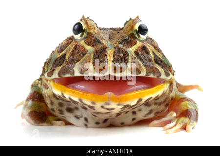 argentinische gehörnten Frosch Pacman Frog Nightcrawler verzierten gehörnten Frosch Escuerzo Ceratophrys Ornata droht mit geöffnetem Mund Stockfoto